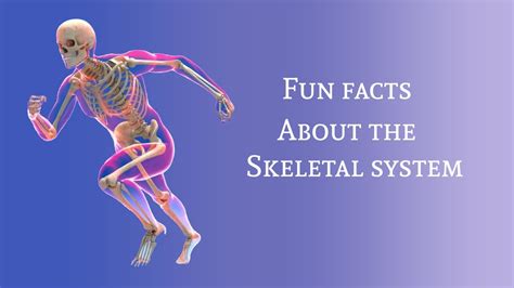 facts about the skeletal system.